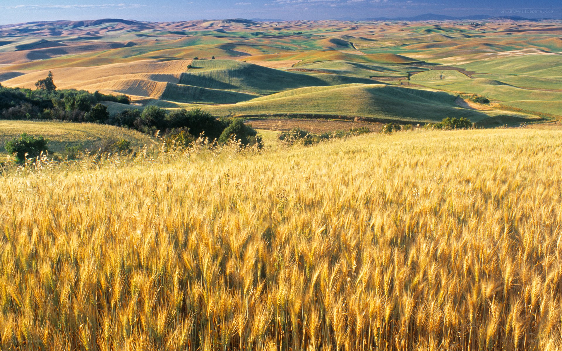 Golden wheat fields in rolling hills