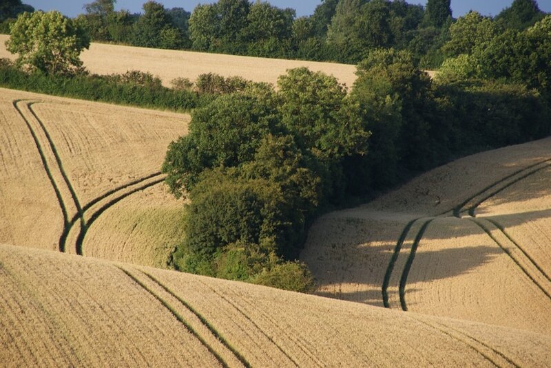 Golden Wheat Fields