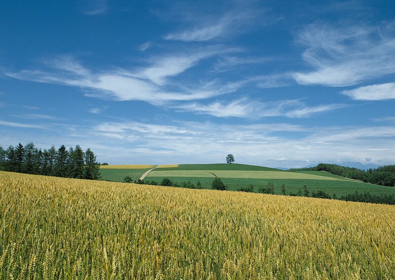 Golden wheat fields under blue sky