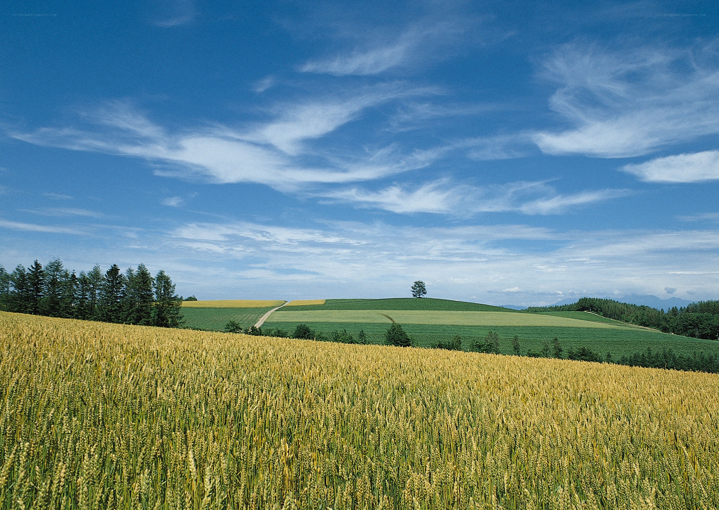 Golden wheat fields under blue sky