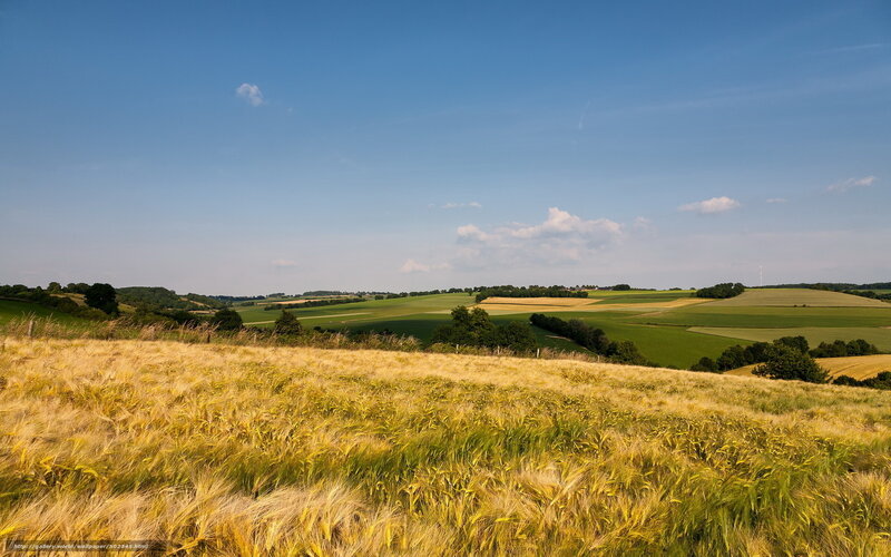 Golden wheat fields under blue sky