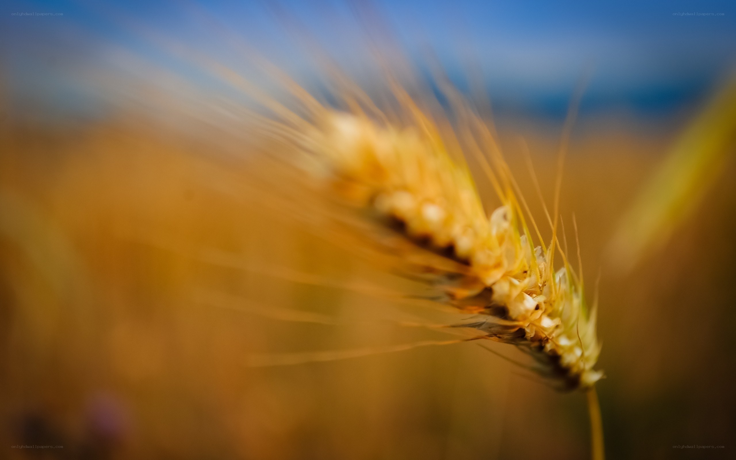 Golden wheat in a field