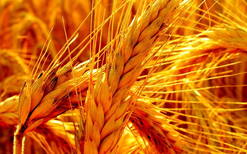 Golden wheat in a sunlit field