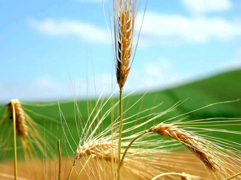 Golden wheat in a sunny field