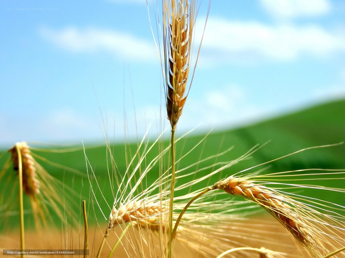Golden wheat in a sunny field