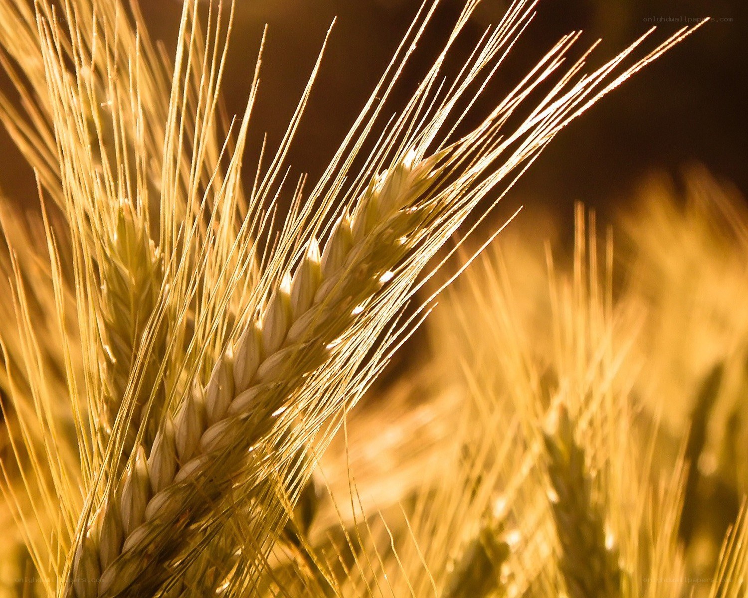 golden wheat in sunlight