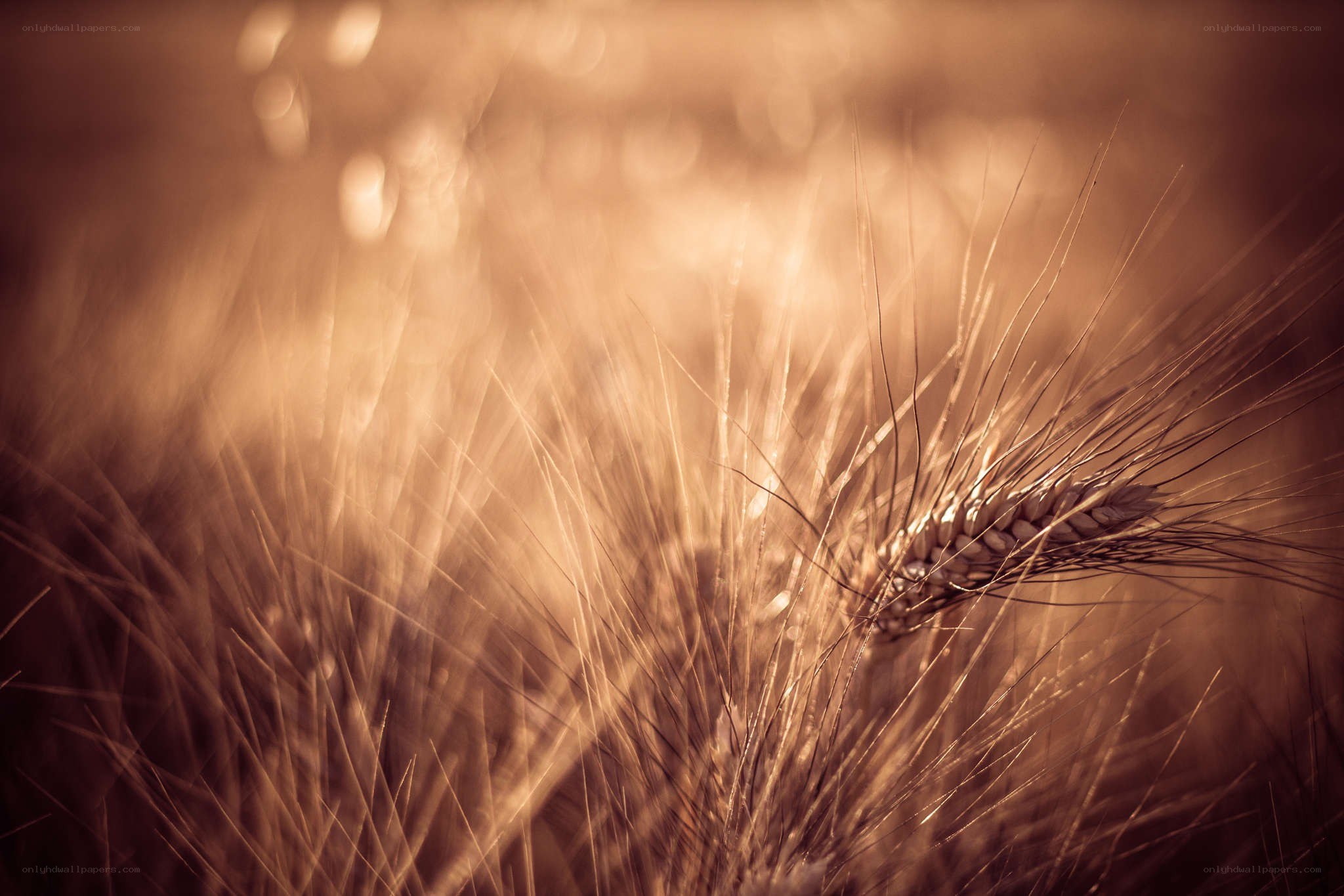 golden wheat in sunlight