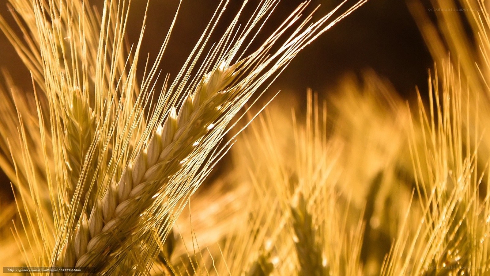 Golden wheat in sunlight