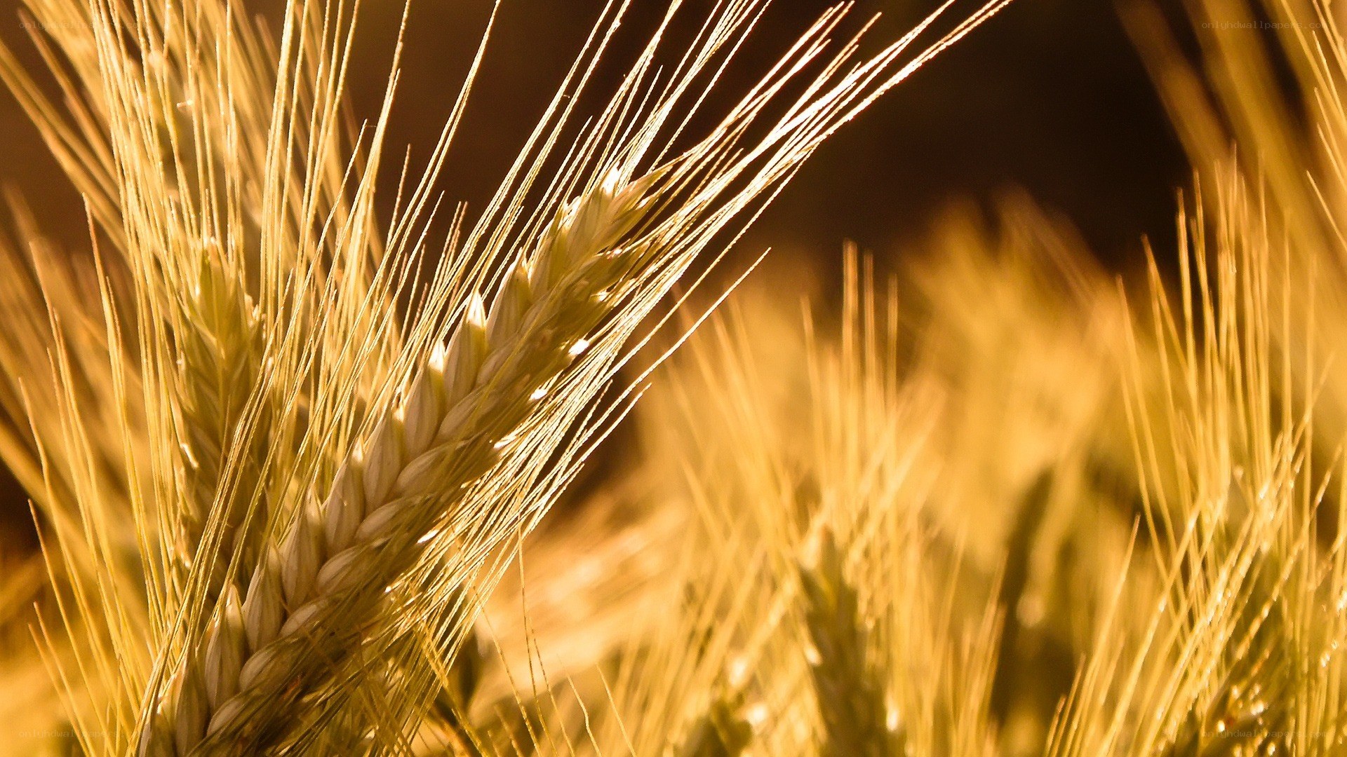 Golden wheat in sunlight