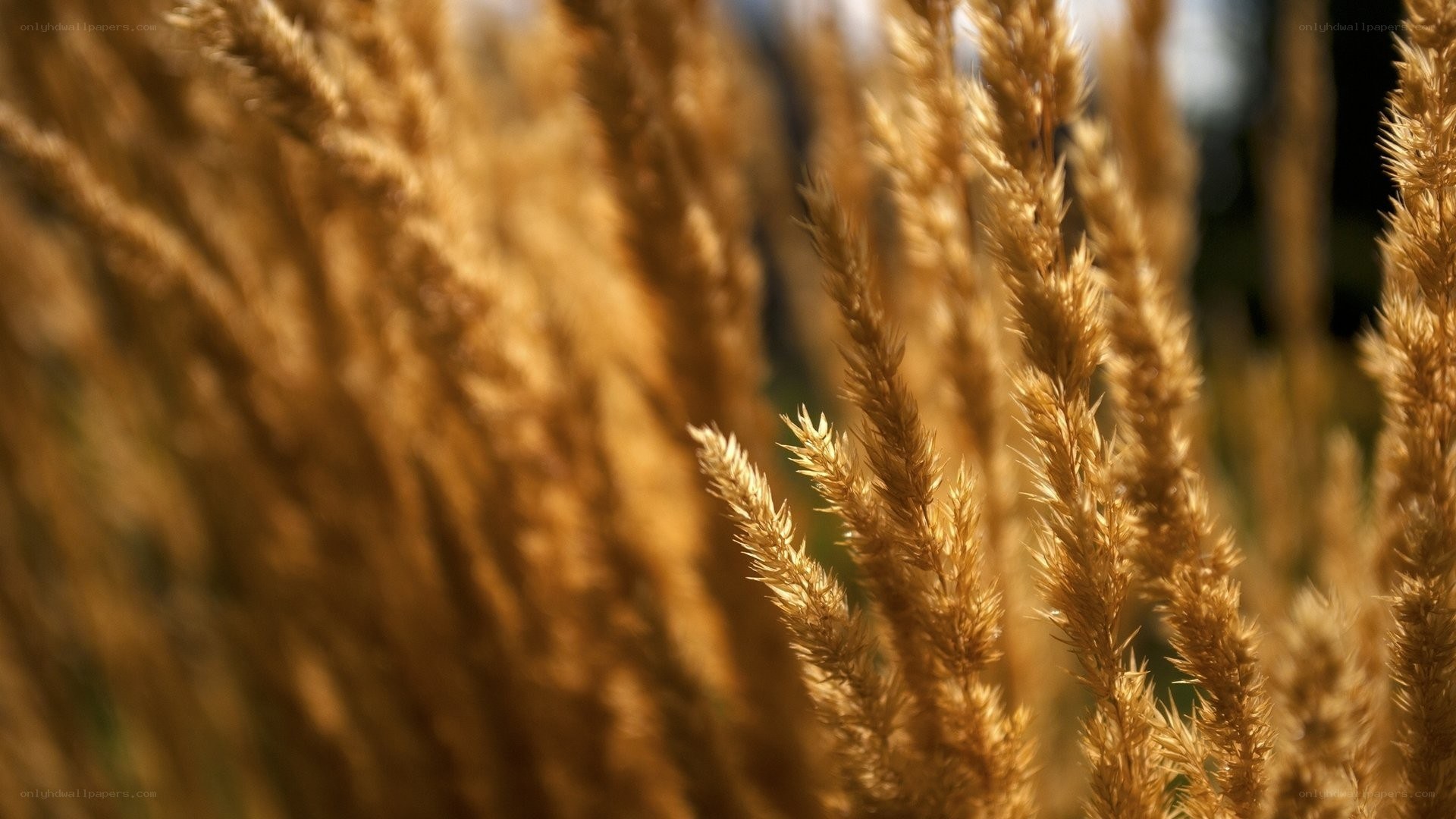 Golden wheat in sunlight