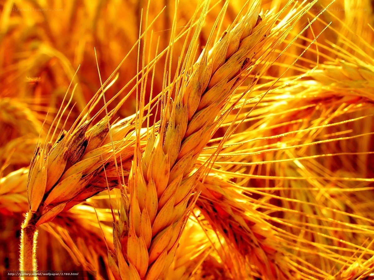 Golden wheat in sunlight