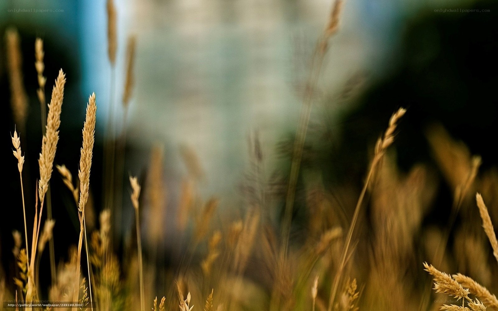 Golden wheat in the breeze