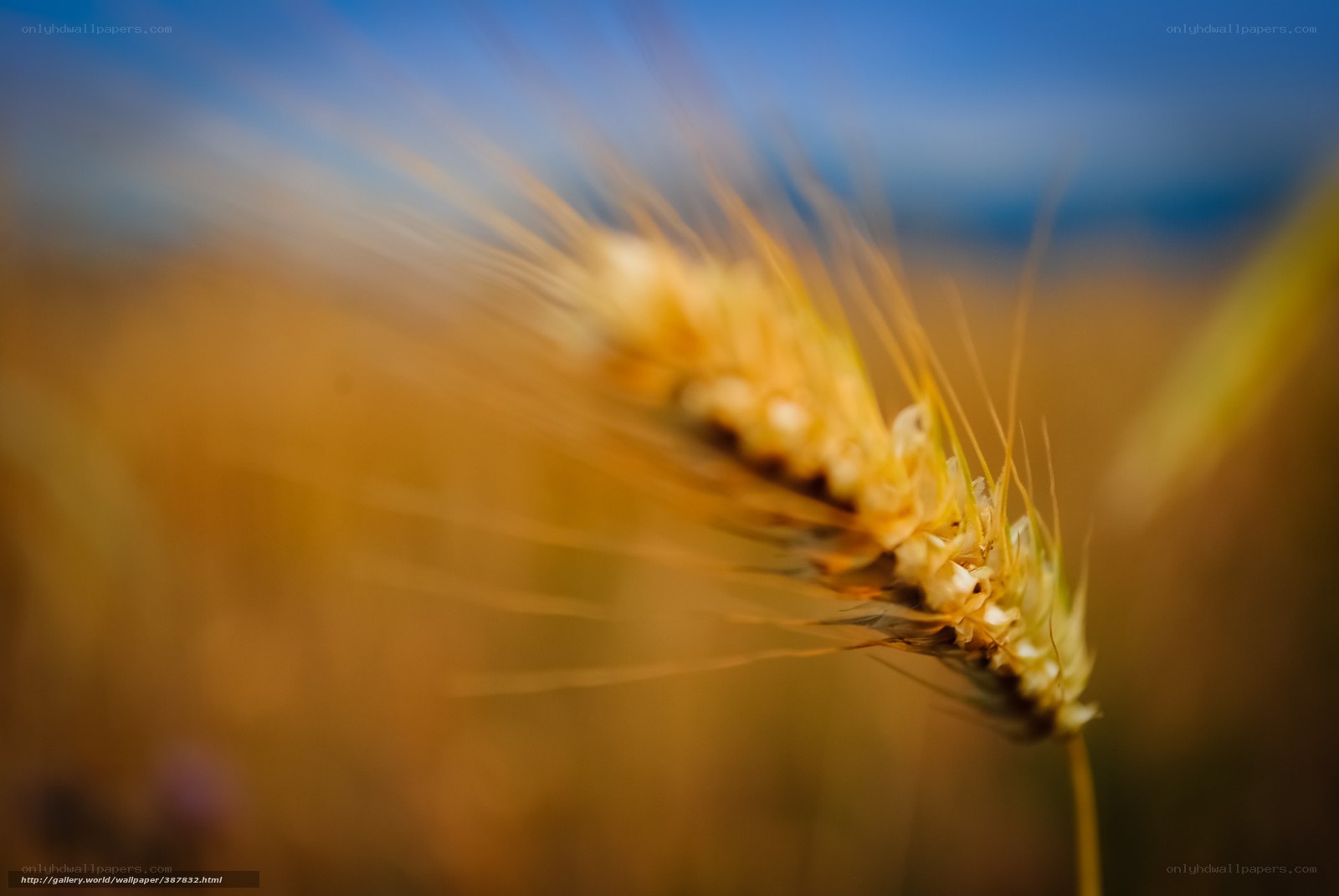 Golden wheat in the field