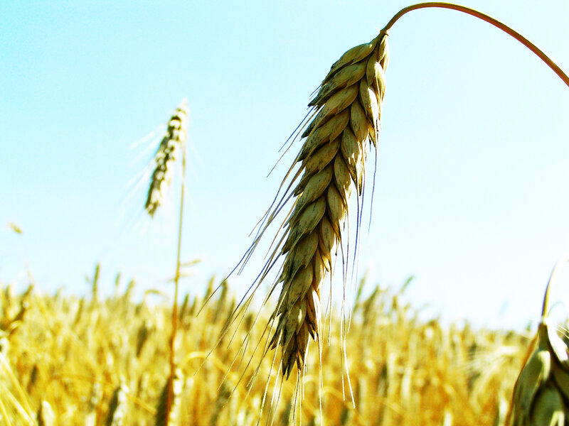 Golden wheat in the sun