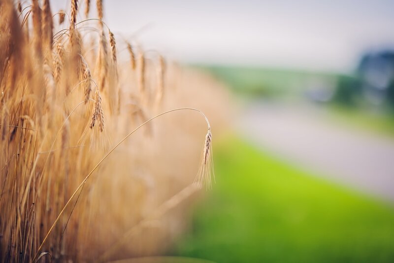 Golden Wheat Stalk — Gold