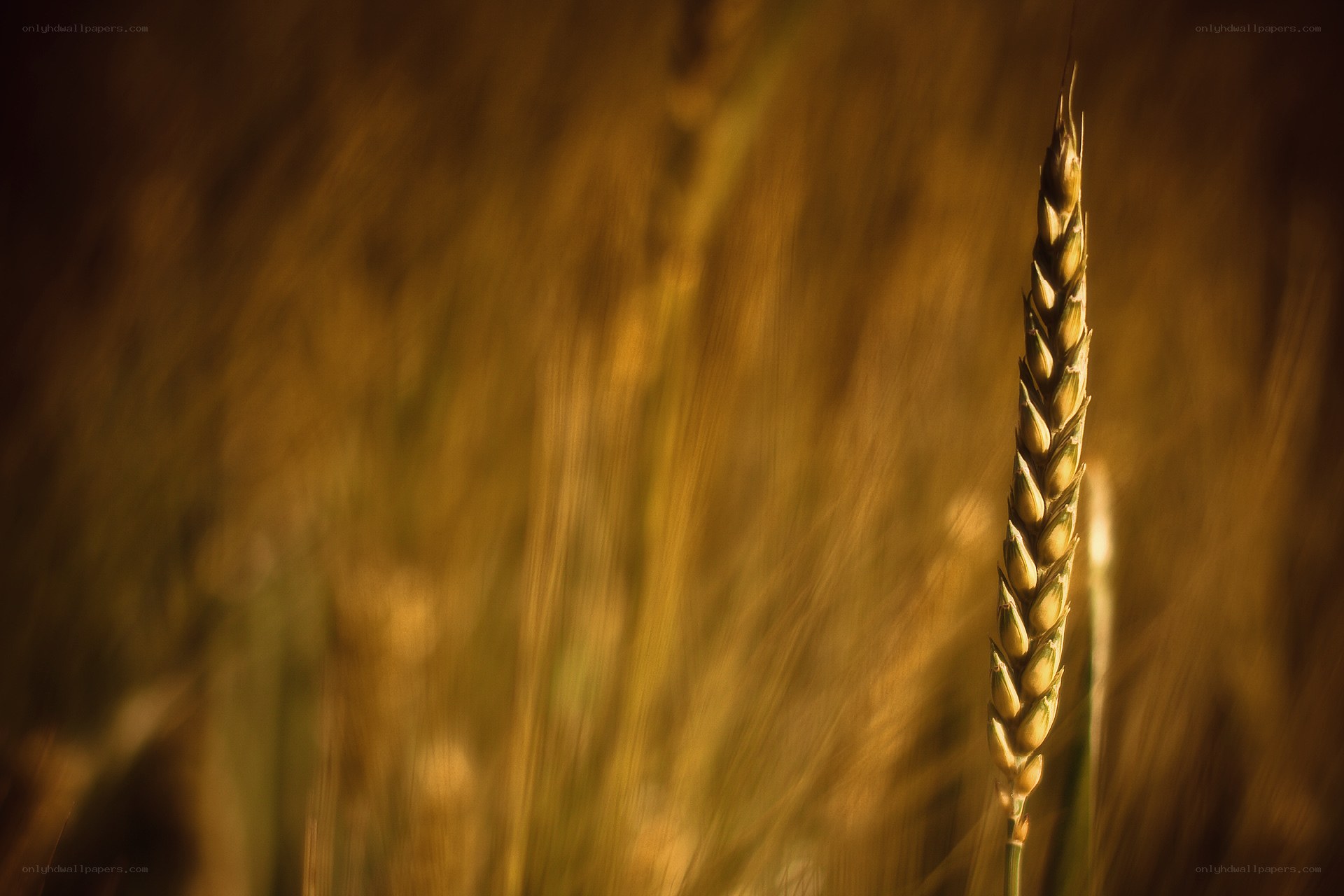 Golden wheat stalk in field