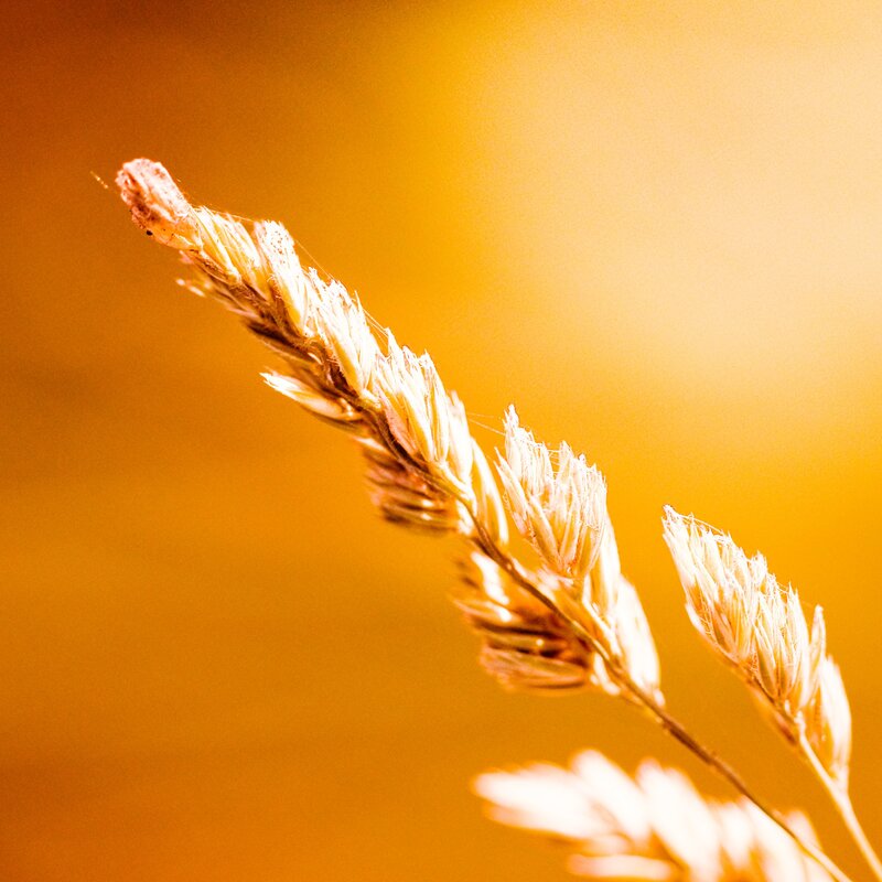 golden wheat stalk