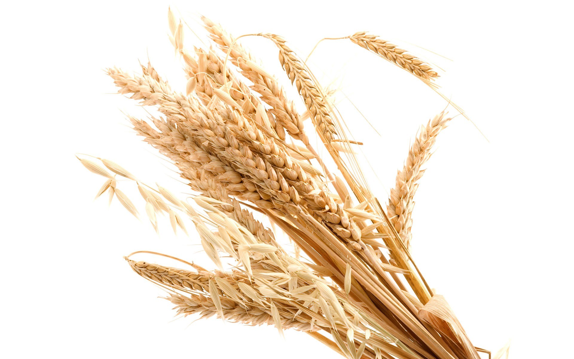 golden wheat stalks