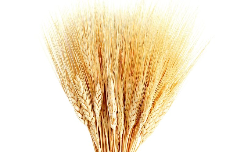 golden wheat stalks