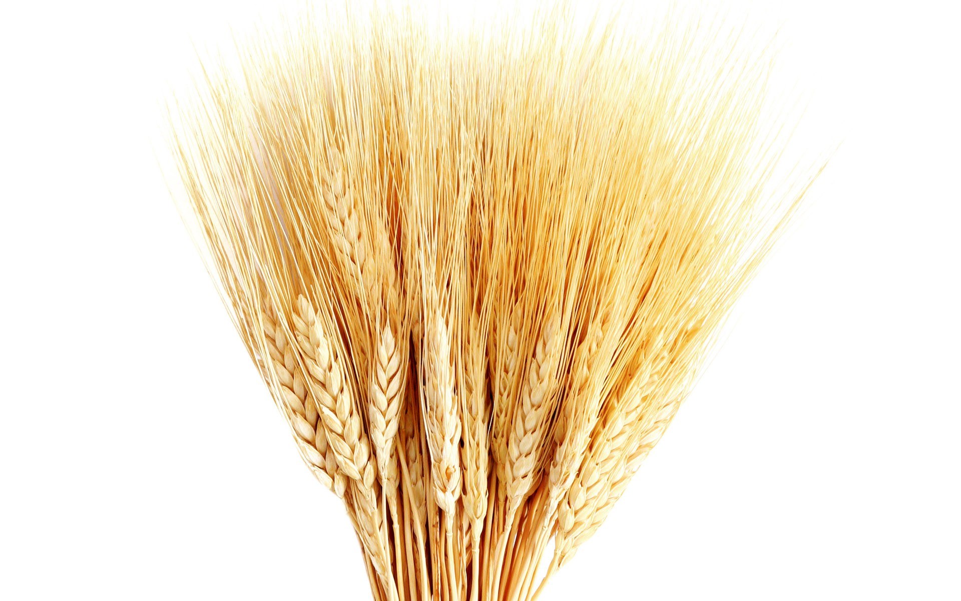 golden wheat stalks