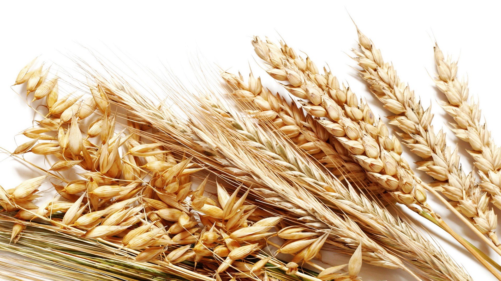 golden wheat stalks