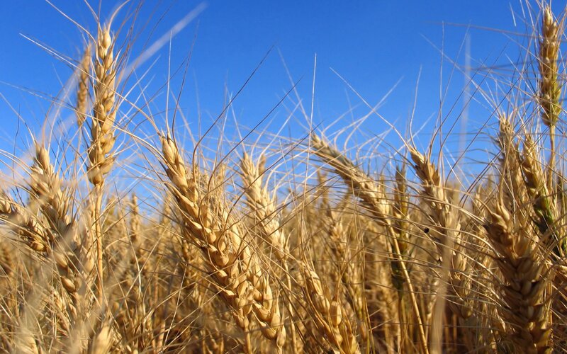 Golden Wheat Stalks — Blue, Serene, Afternoon, Photograph, Sky, Field