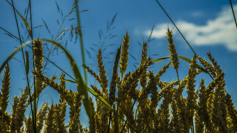 Golden Wheat Stalks — Blue, Serene