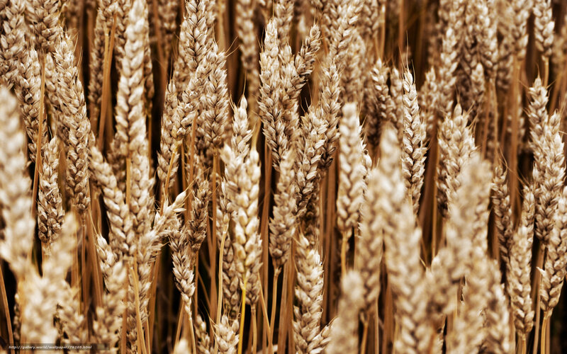 Golden Wheat Stalks — Brown