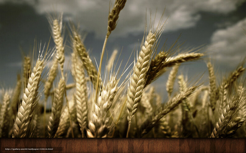 Golden Wheat Stalks — Gold, Dramatic, Afternoon