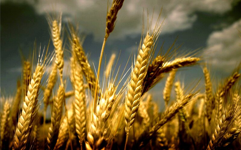 Golden Wheat Stalks — Gold, Dramatic