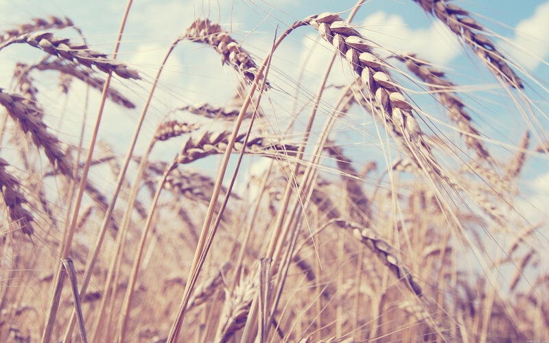 Golden Wheat Stalks — Gold, Serene, Afternoon, Photograph, Sky