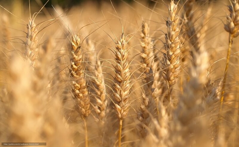 Golden Wheat Stalks — Gold, Serene, Afternoon