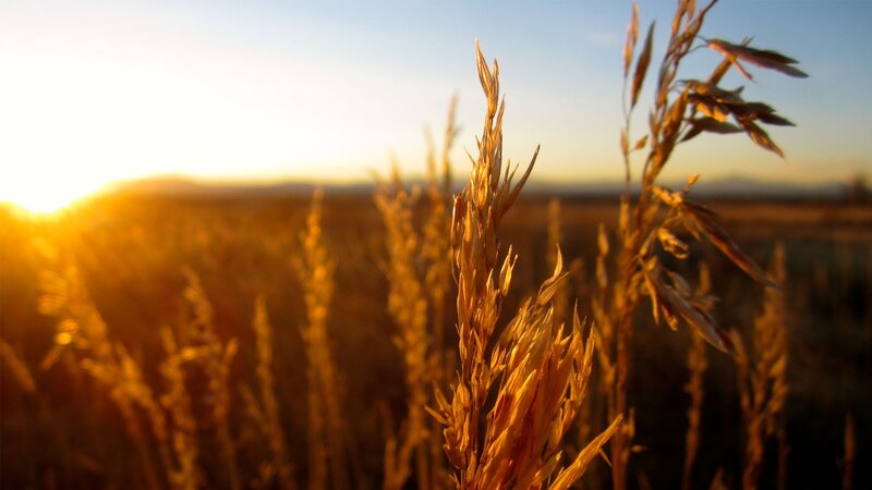 Golden Wheat Stalks — Gold, Serene, Sunset, Photograph, Field