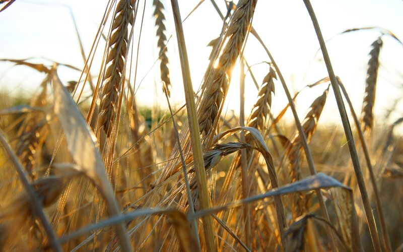 Golden Wheat Stalks — Gold, Serene, Sunset