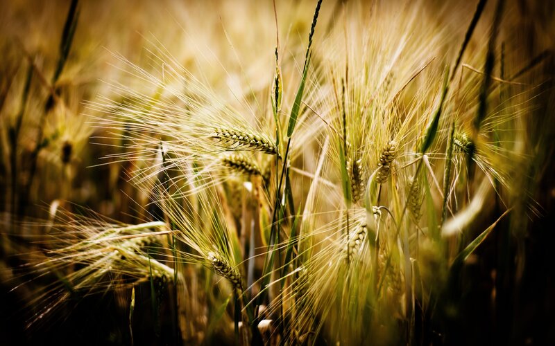 Golden Wheat Stalks — Gold, Serene