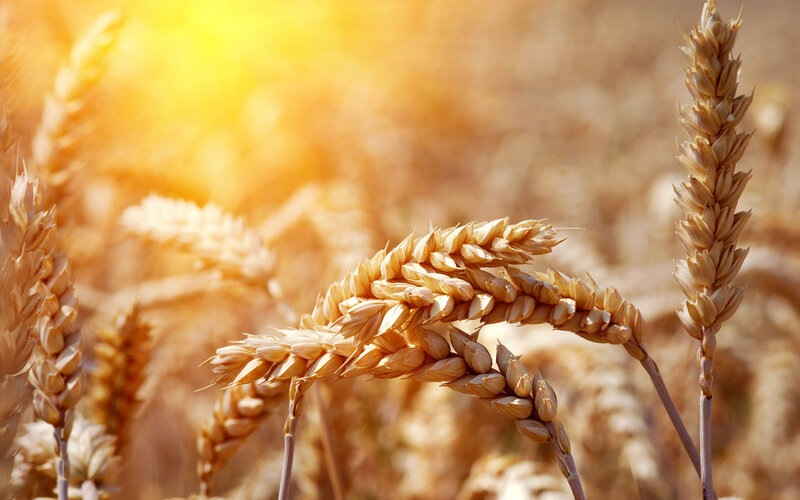 Golden Wheat Stalks — Gold