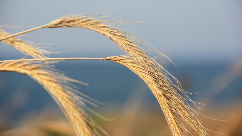 golden wheat stalks in breeze