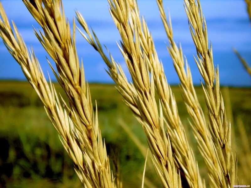 Golden wheat stalks in field