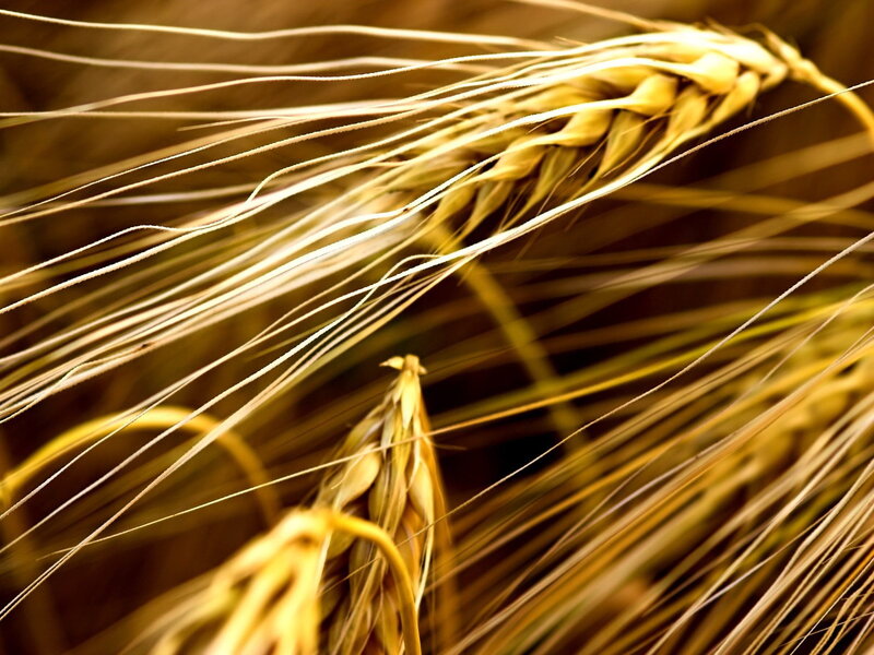 Golden wheat stalks in field