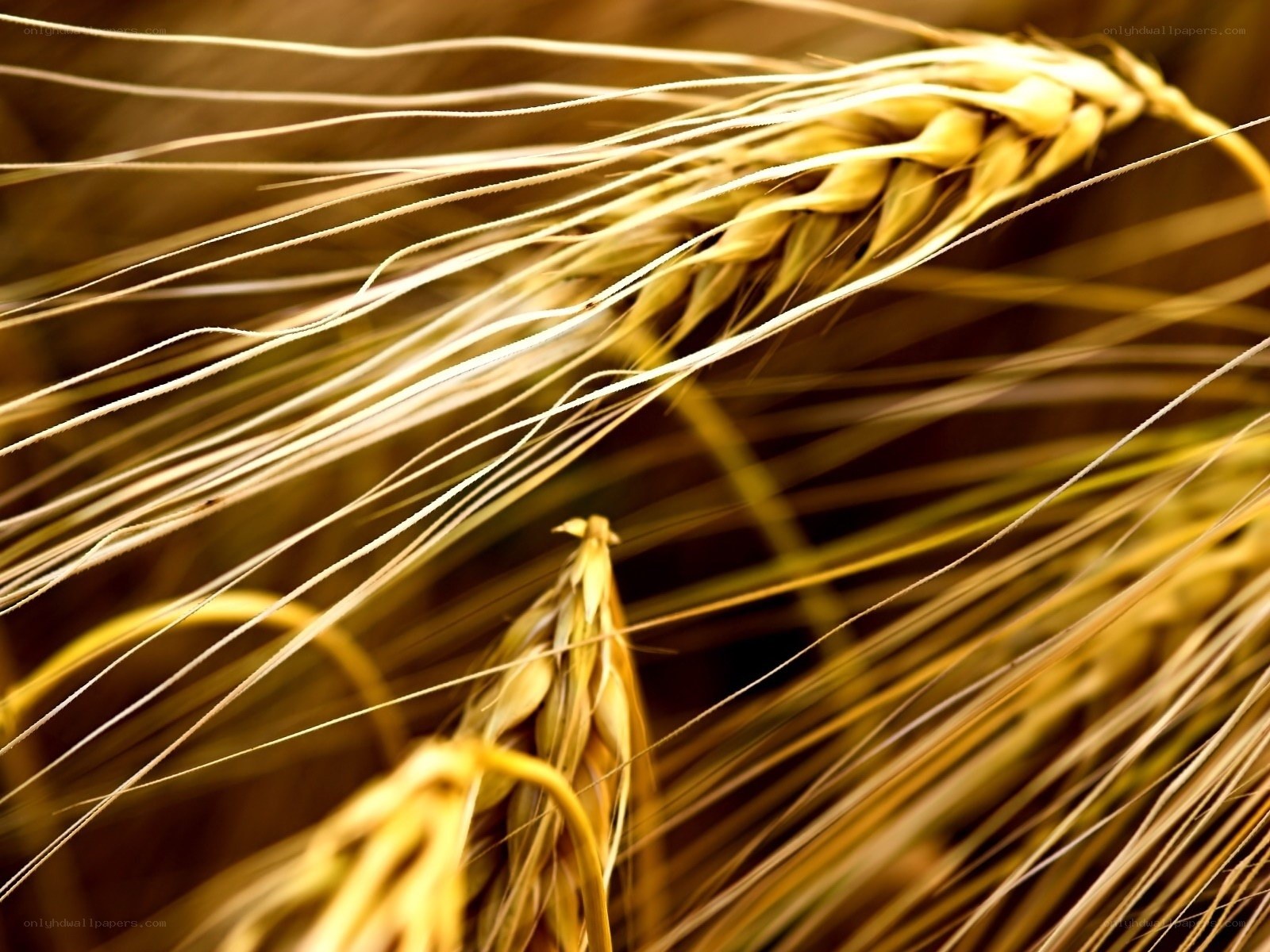Golden wheat stalks in field