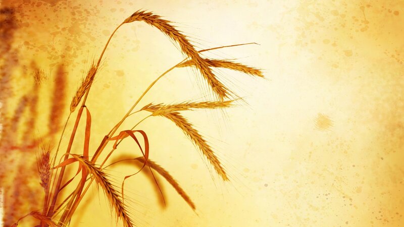 golden wheat stalks