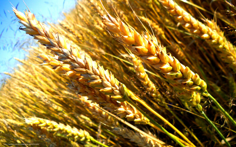 Golden Wheat Stalks — Yellow, Serene