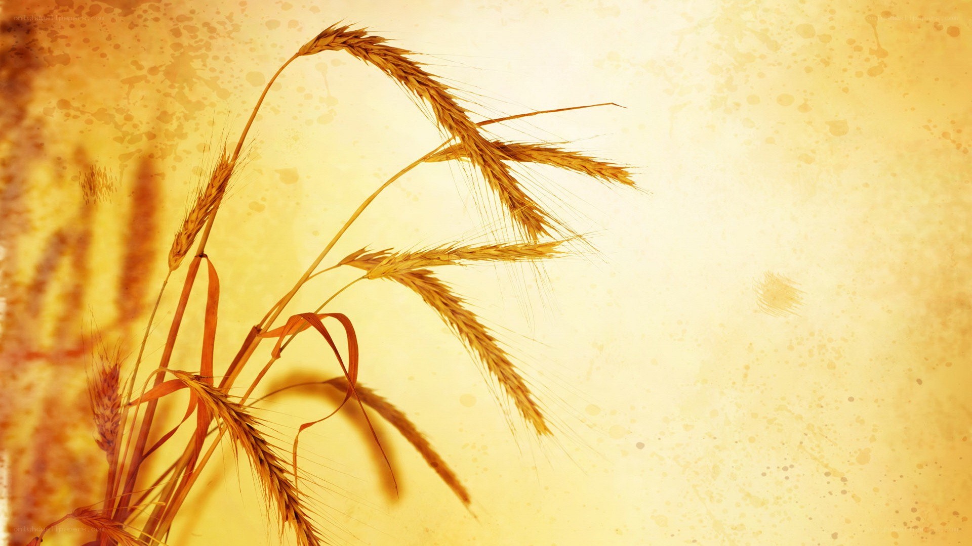 golden wheat stalks