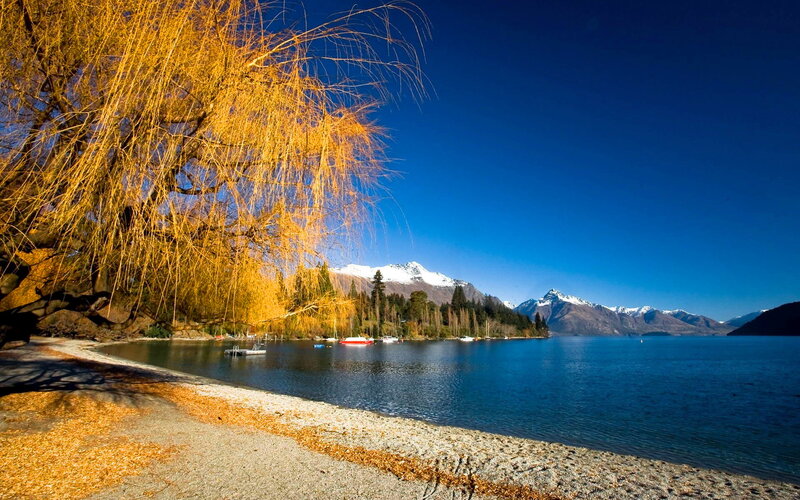 Golden Willow by Lake — Blue