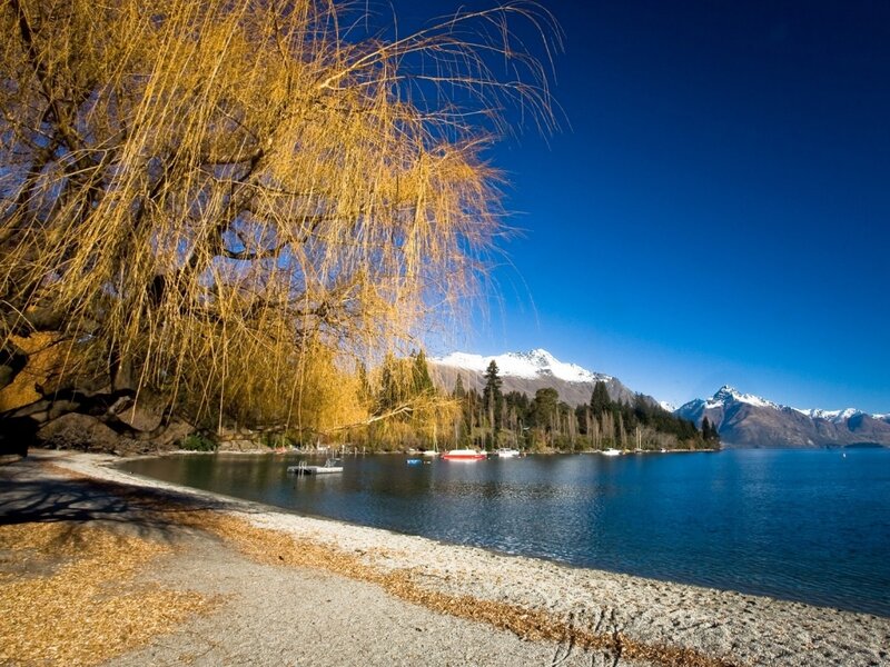 Golden Willow by Lake