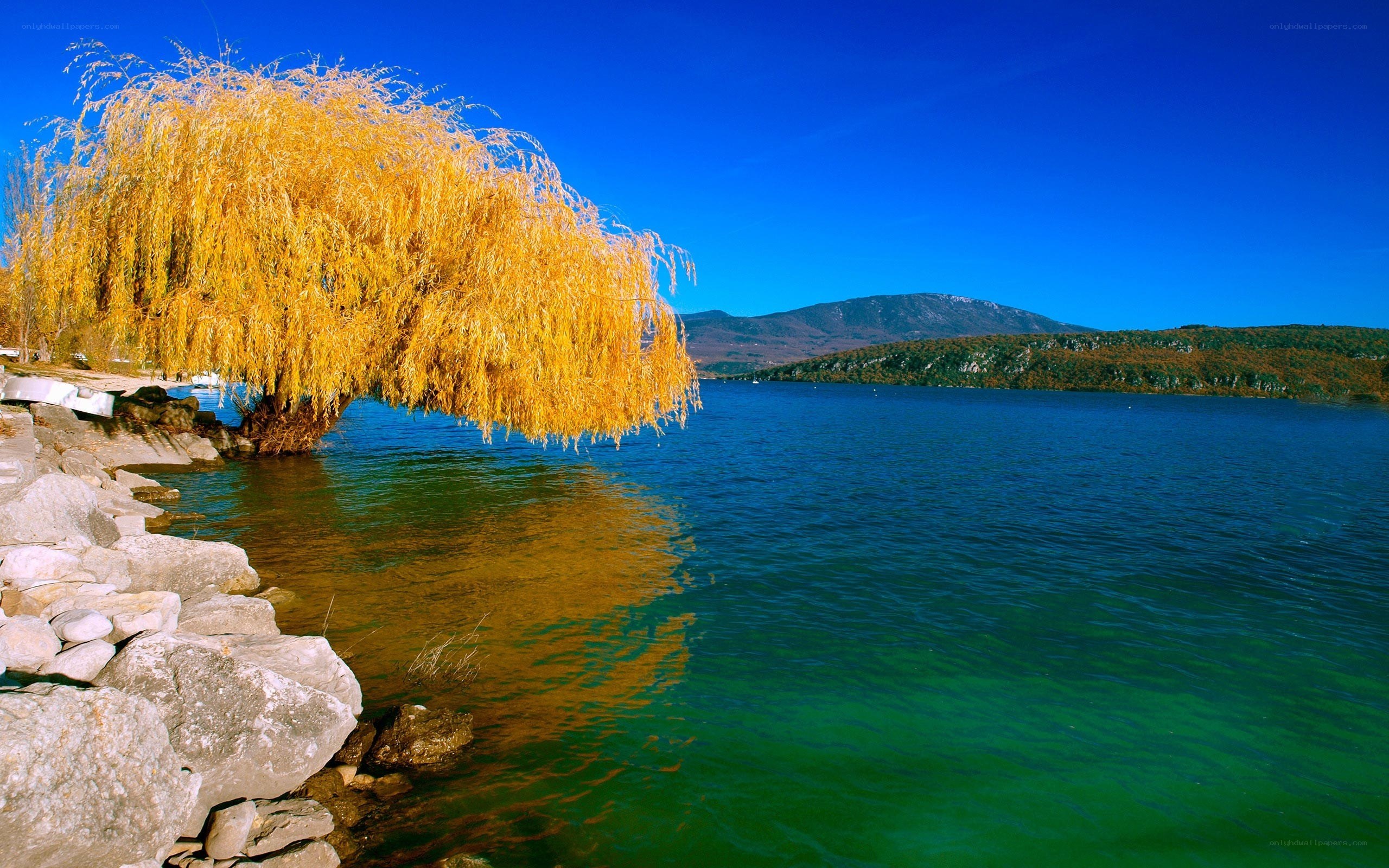 Golden willow by the lake