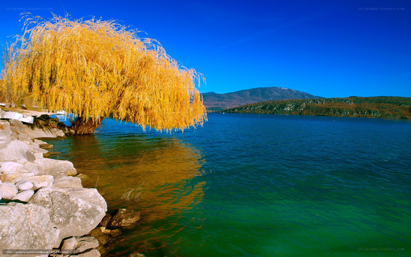 Golden willow by the lake