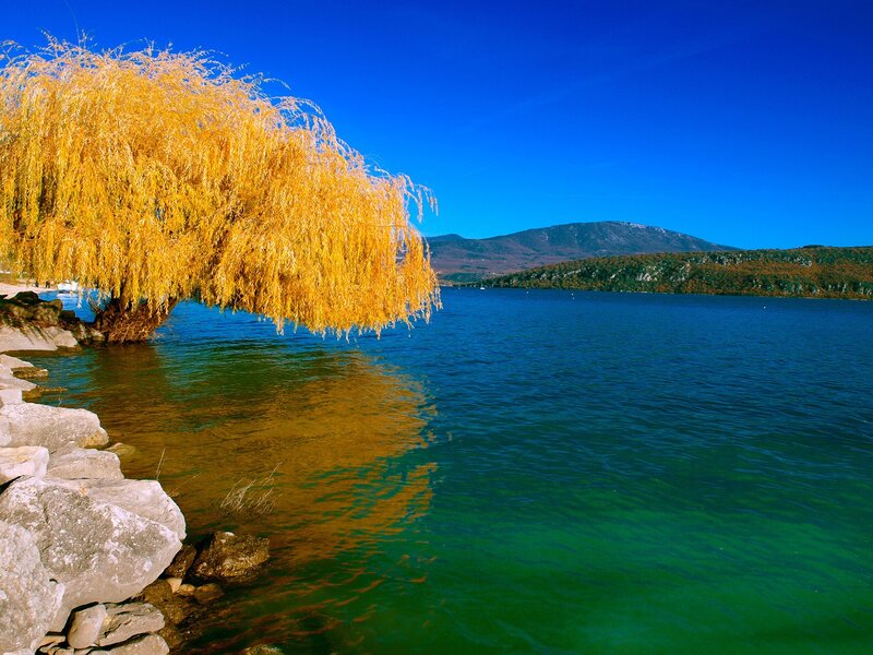 Golden Willow Tree — Blue, Serene, Autumn, Photograph, Lake, Mountains