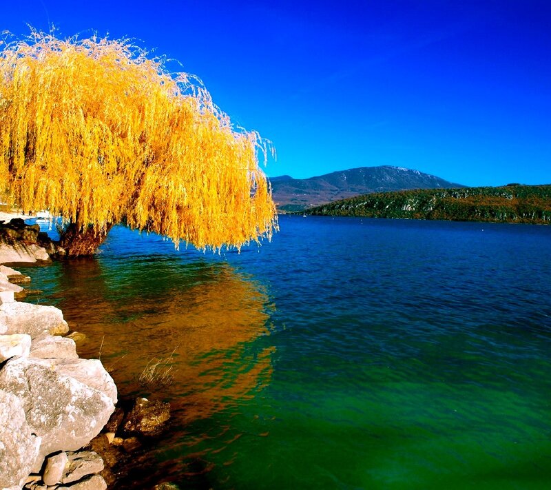 Golden Willow Tree — Blue, Serene, Autumn, Photograph