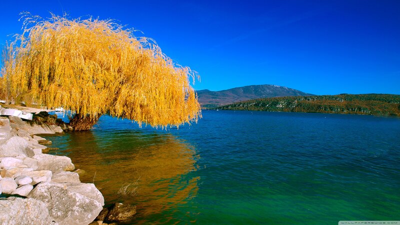 Golden Willow Tree — Blue, Serene, Autumn